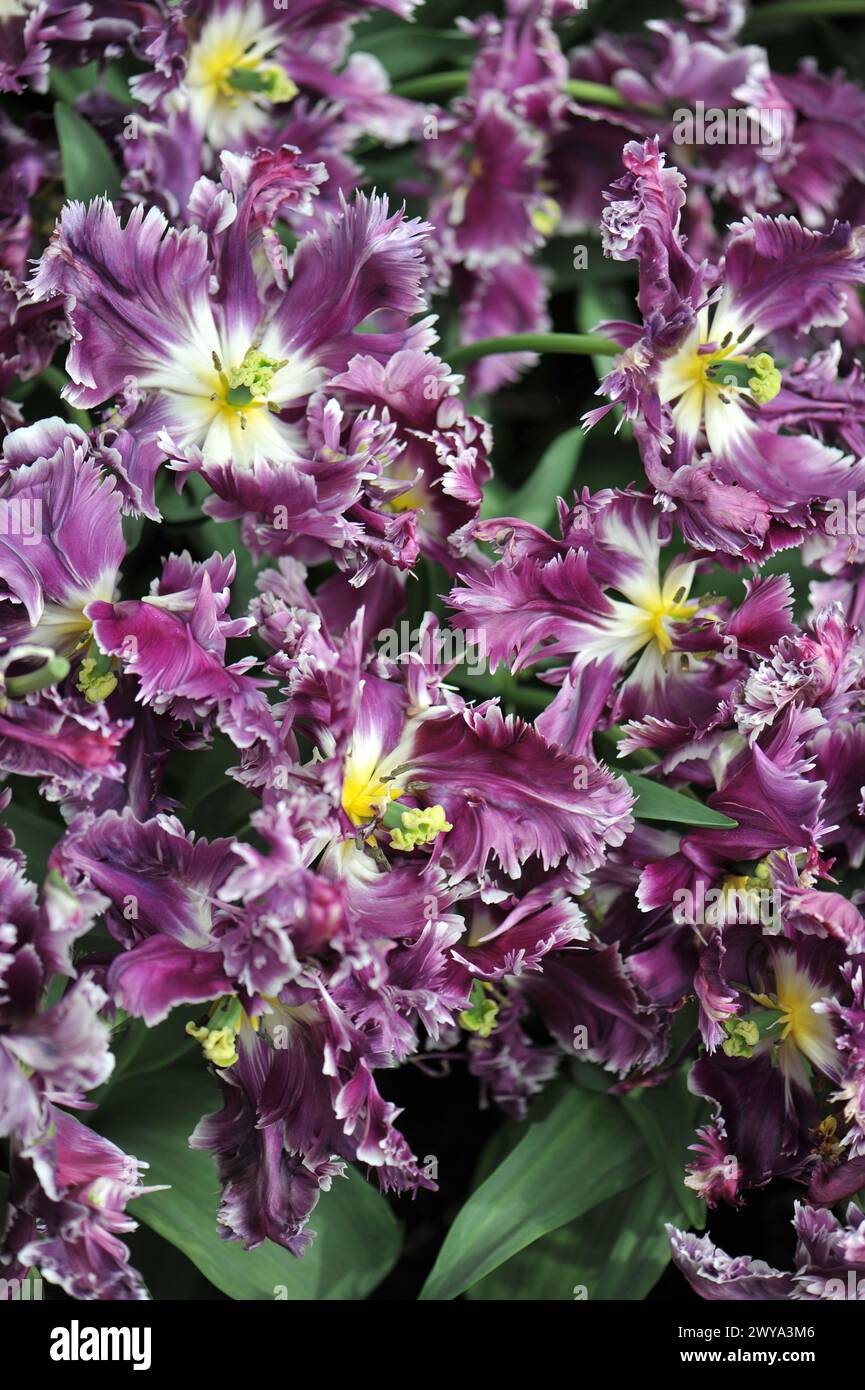 Rosa viola con bordi bianchi tulipani (Tulipa) misterioso pappagallo fioriscono in un giardino ad aprile Foto Stock