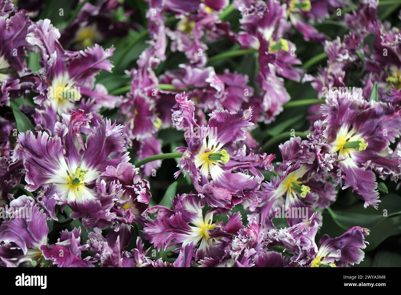 Rosa viola con bordi bianchi tulipani (Tulipa) misterioso pappagallo fioriscono in un giardino ad aprile Foto Stock