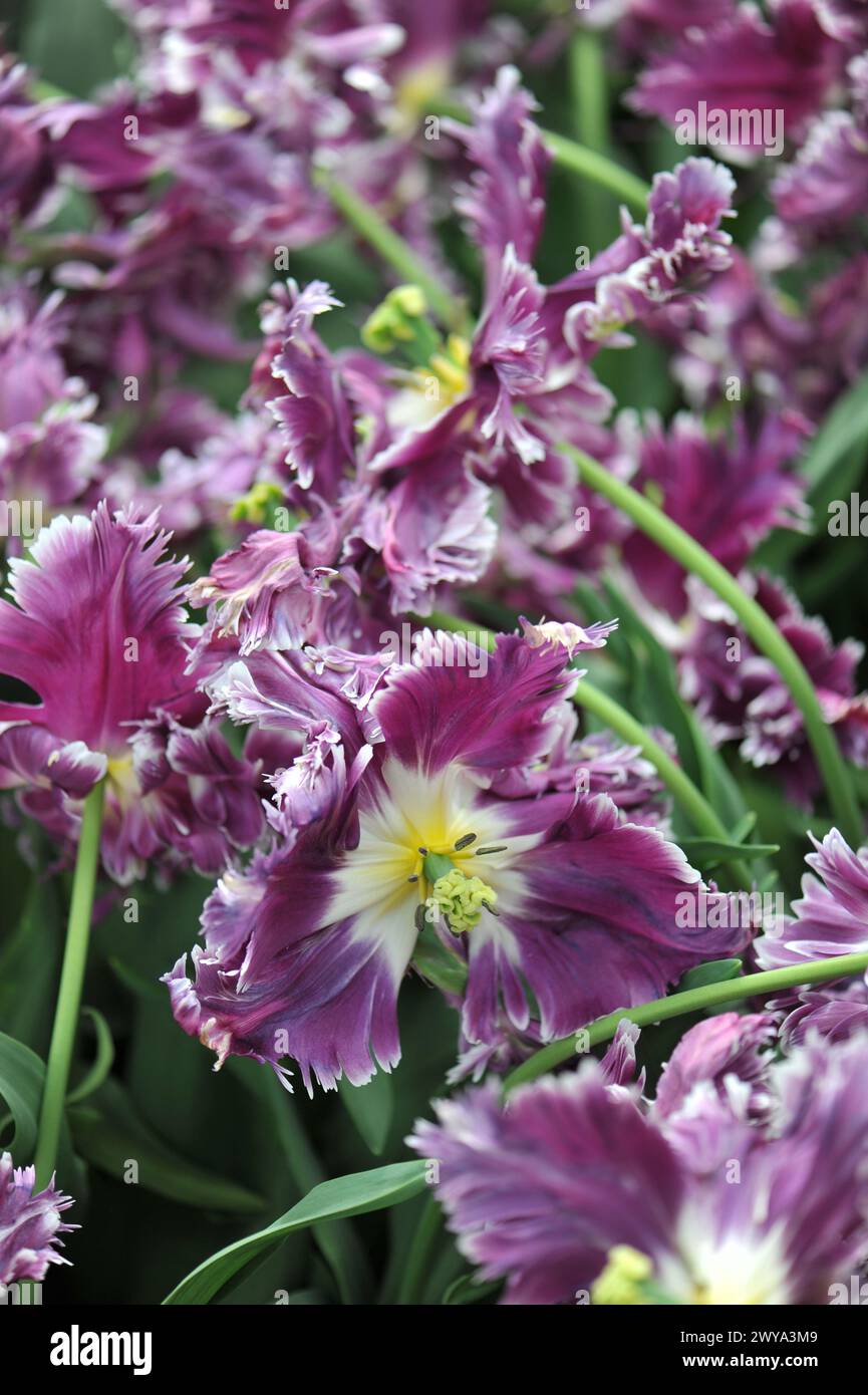 Rosa viola con bordi bianchi tulipani (Tulipa) misterioso pappagallo fioriscono in un giardino ad aprile Foto Stock