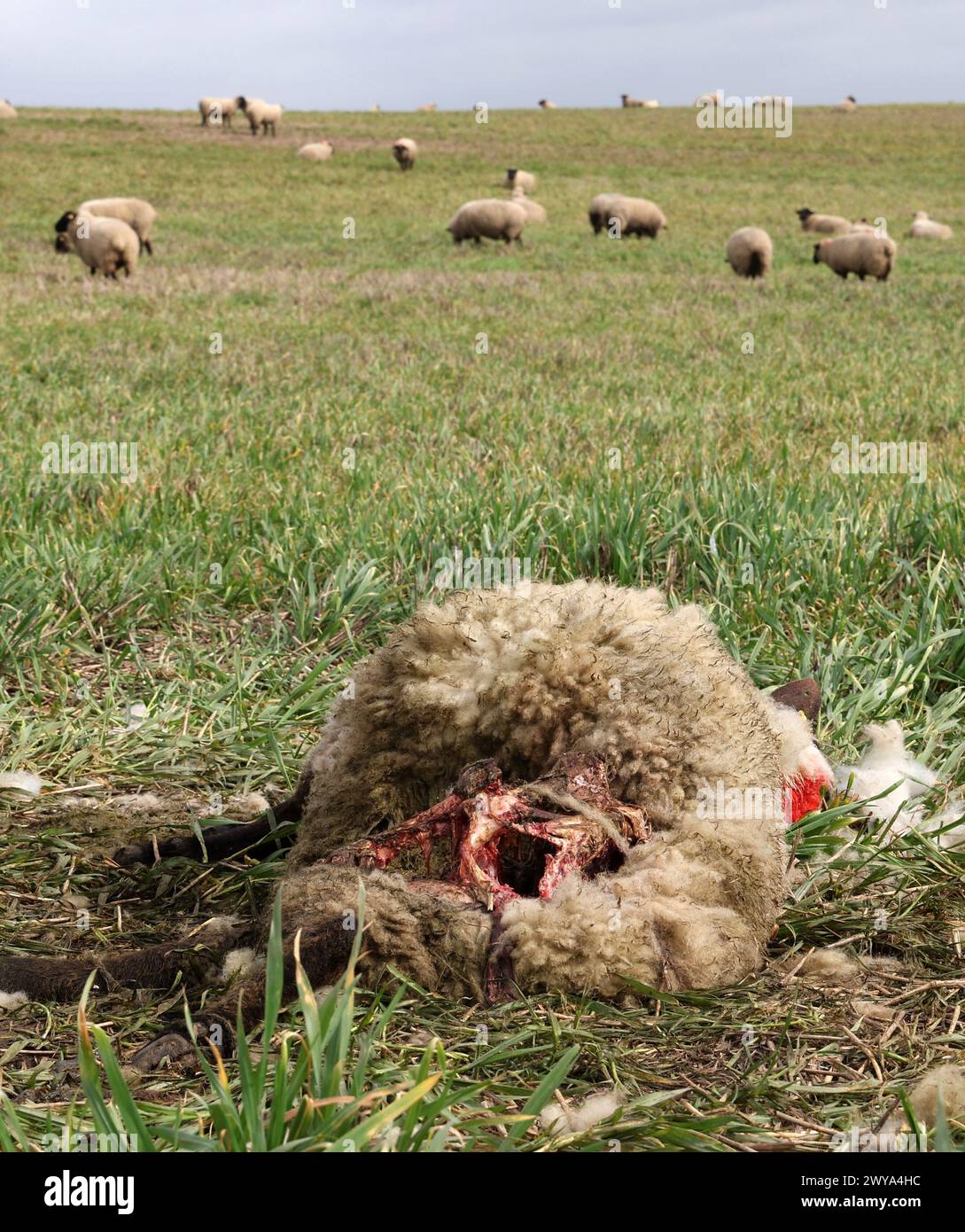 5 aprile 2024, Meclemburgo-Pomerania occidentale, Bad Sülze: Una pecora morta del gregge del pastore Ingo Stoll giace nel prato, altri animali pascolano sullo sfondo. In quello che si ritiene essere il terzo attacco da parte dei lupi quest'anno, 19 animali del gregge sono stati uccisi. Foto: Bernd Wüstneck/dpa Foto Stock