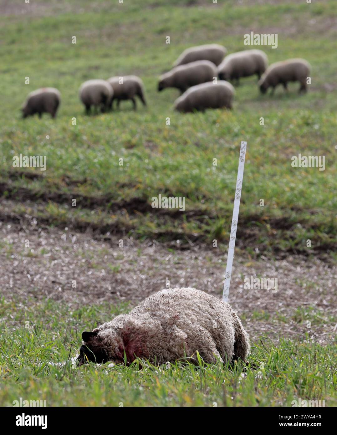 5 aprile 2024, Meclemburgo-Pomerania occidentale, Bad Sülze: Una pecora morta del gregge del pastore Ingo Stoll giace nel prato, altri animali pascolano sullo sfondo. In quello che si ritiene essere il terzo attacco da parte dei lupi quest'anno, 19 animali del gregge sono stati uccisi. Foto: Bernd Wüstneck/dpa Foto Stock