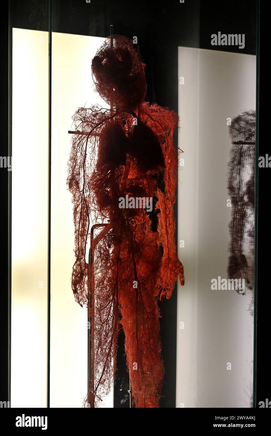 All'interno del Museo della Scienza di Granada, con esposizione del sistema vascolare umano prodotto riempiendo i vasi sanguigni del cadavere con resina, Granada, Spagna Foto Stock