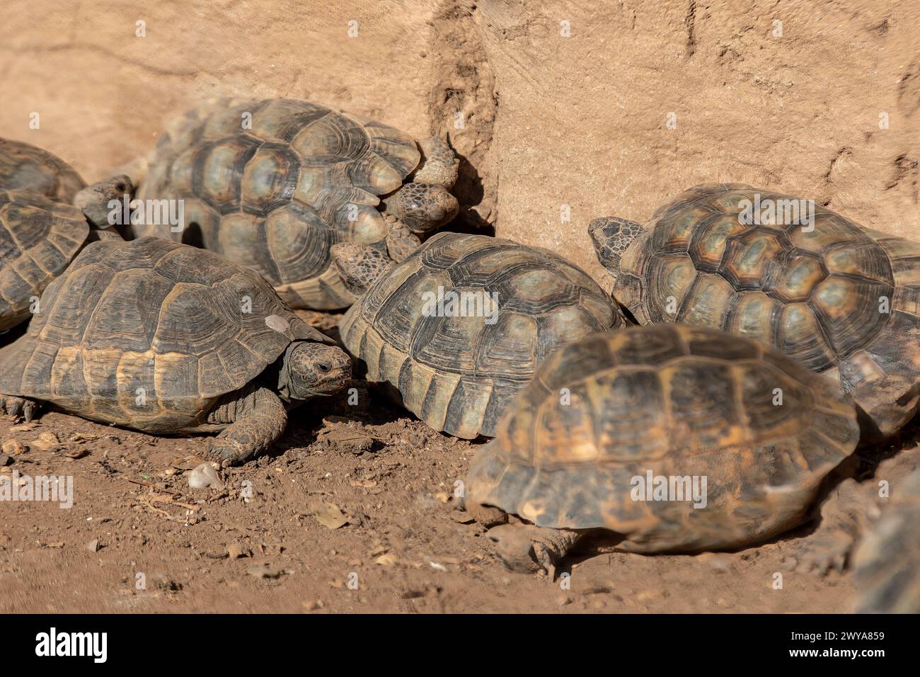 Tartarughe: Emblema della pazienza e della resilienza in un santuario Foto Stock