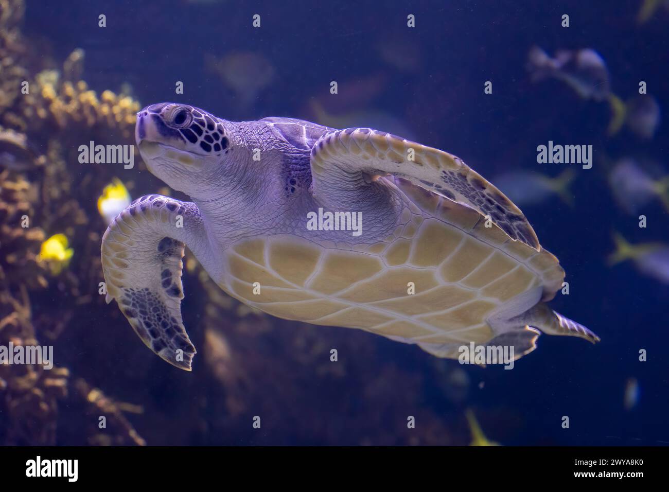 Graziosa tartaruga di Mare Verde che scivola attraverso le profondità dell'oceano Foto Stock