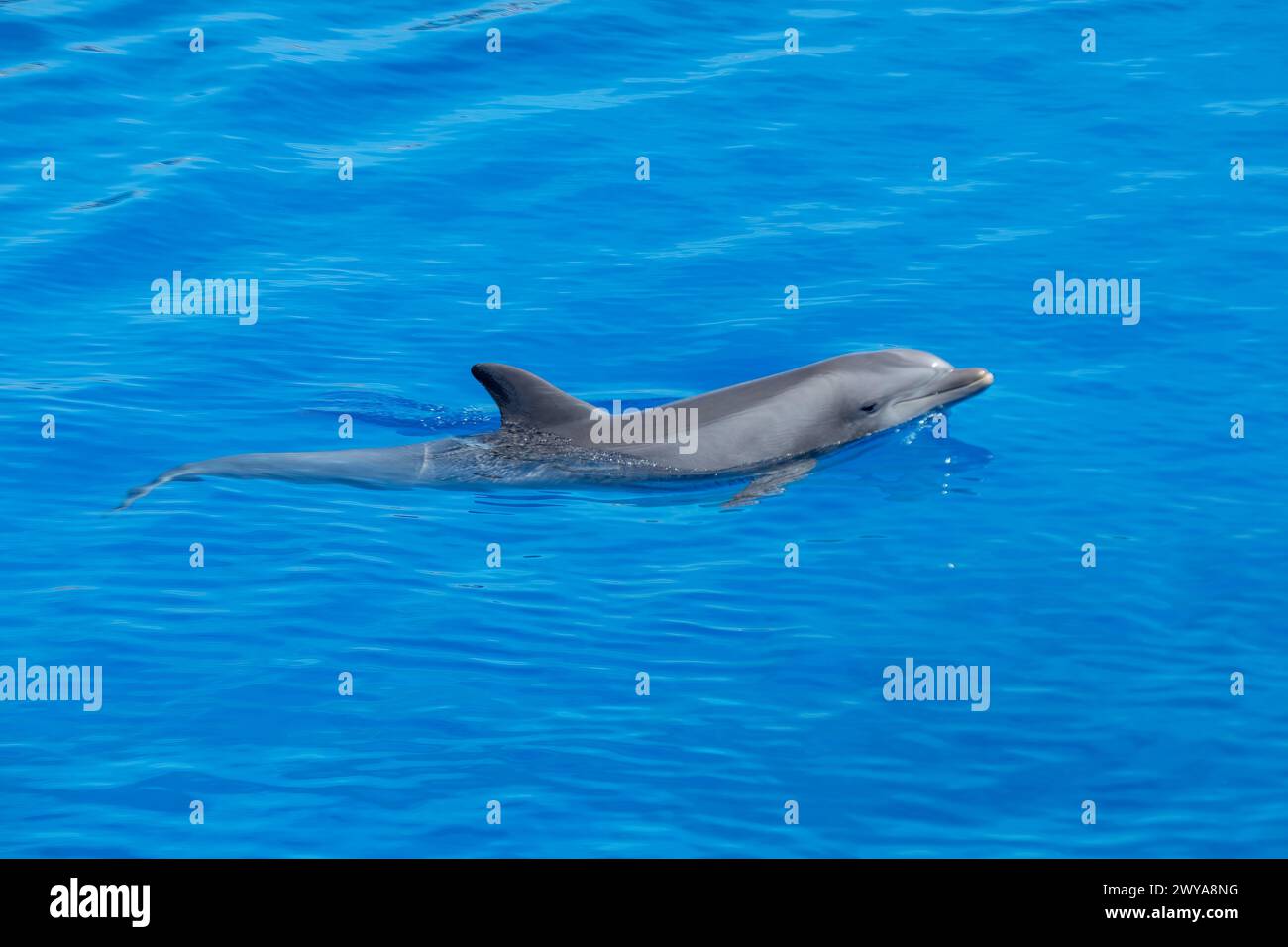 Giocosa delfino tursiopi dell'Atlantico che nuotano nelle acque blu Foto Stock