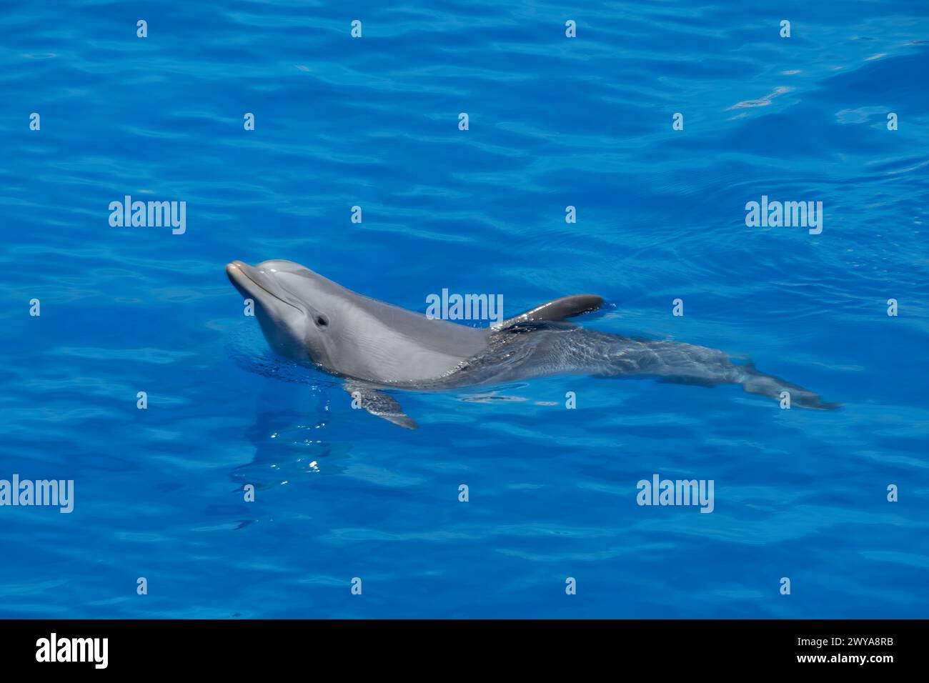 Giocoso delfino tursiopo Atlantico che nuota nelle acque blu e nuota a sinistra Foto Stock