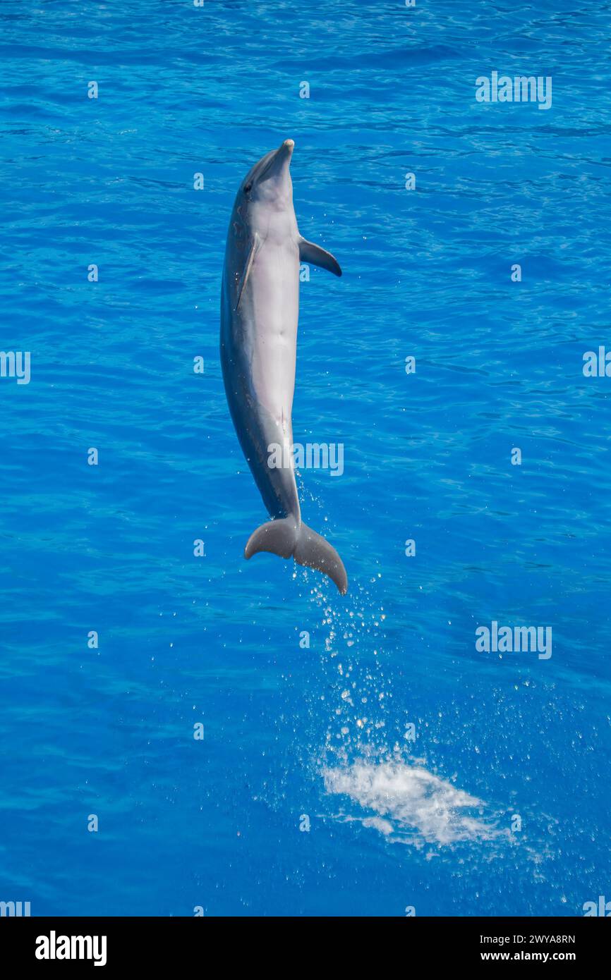 Delfini tursiopi dell'Atlantico che saltano in acqua - giocoso spruzzo di fauna marina Foto Stock