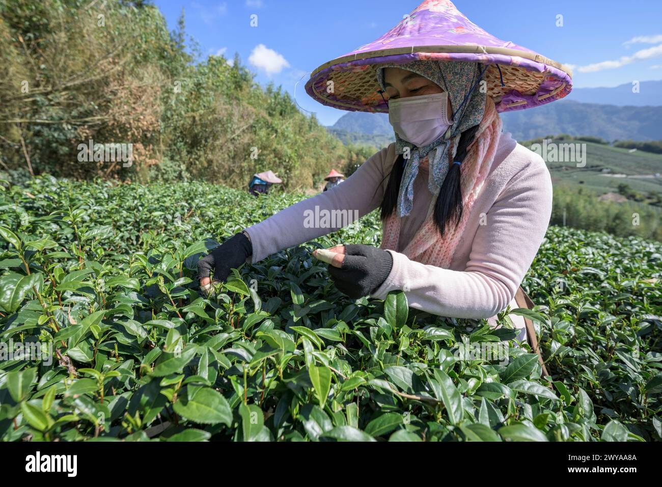 Raccoglitori di tè migranti che raccolgono le foglie in una vasta piantagione di tè Foto Stock