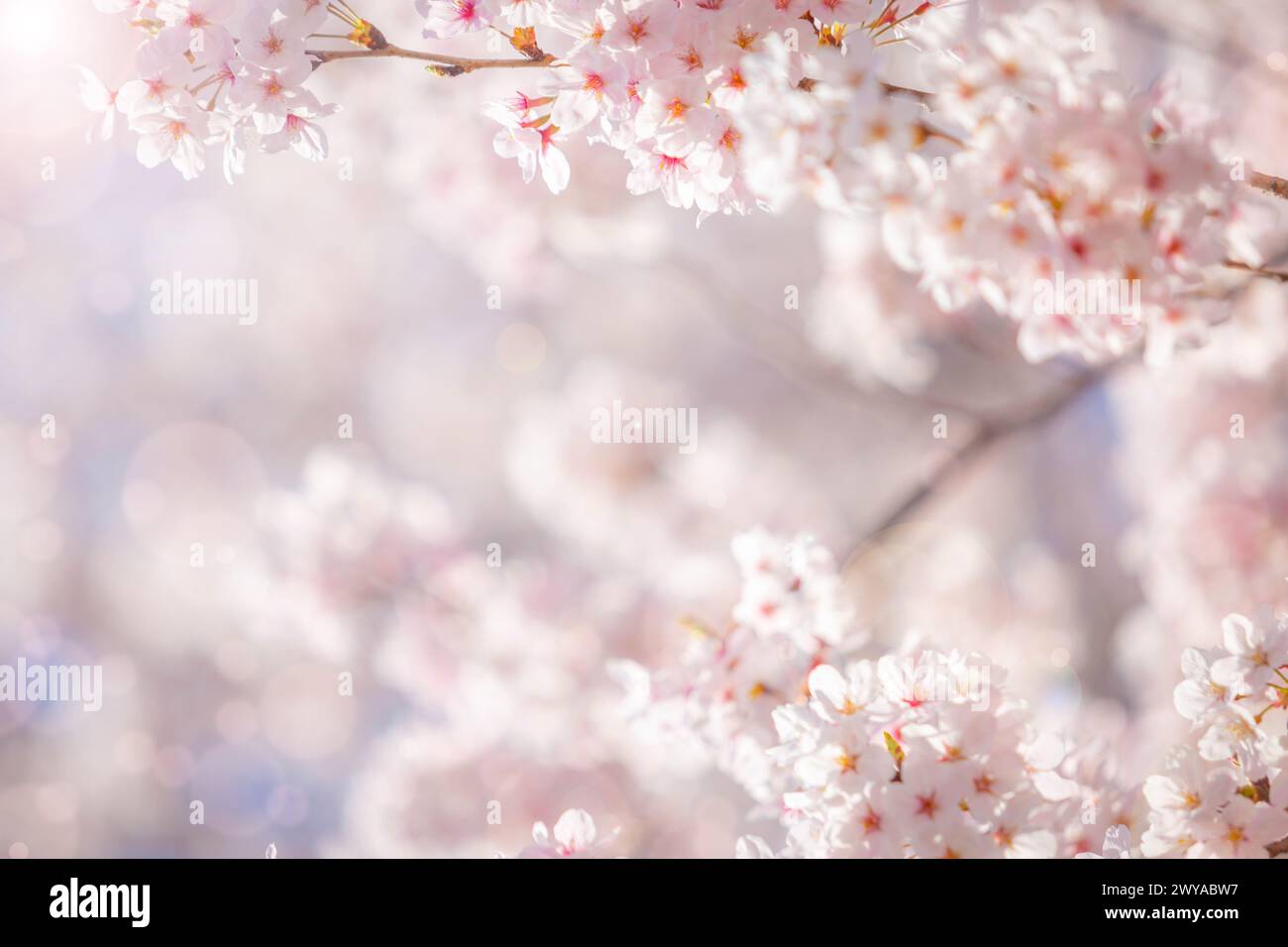 fiori di sakura (fiore di ciliegio) di colore rosa su sfondo soleggiato. Splendido sfondo naturale con un ramo di sakura in fiore. Foto Stock