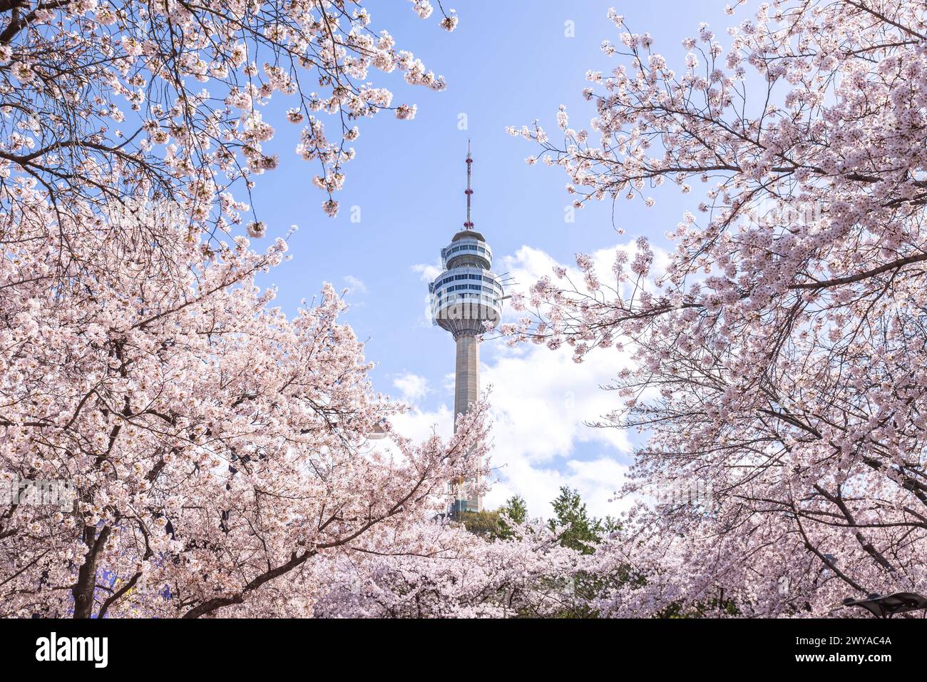 I ciliegi fioriscono in primavera all'e-World 83 Tower, una popolare destinazione turistica. A Daegu, Corea del Sud. Foto Stock