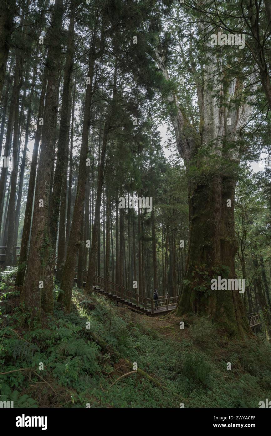 Alti pini nel parco nazionale di Alishan Foto Stock