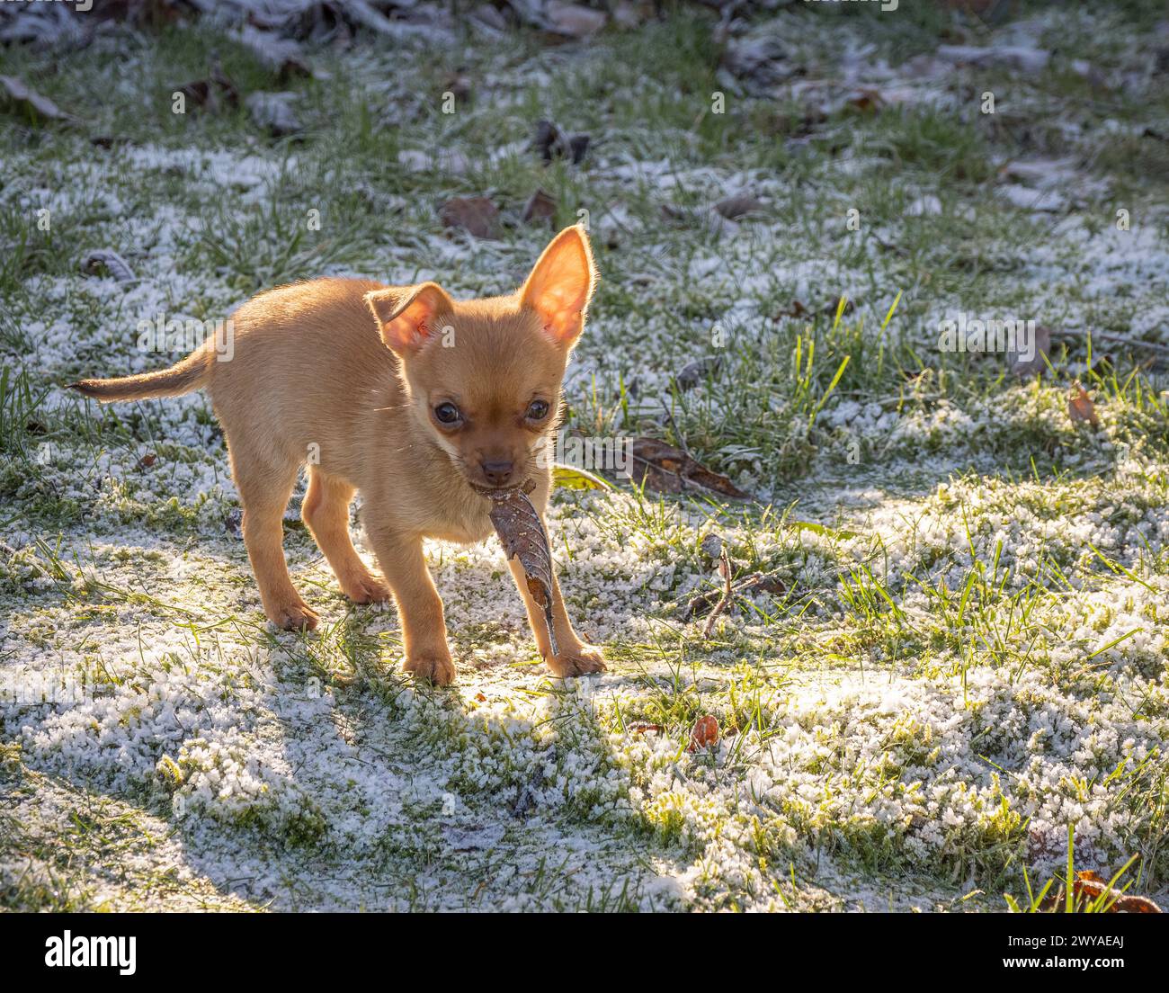 chihuahua cross cucciolo che si diverte Foto Stock