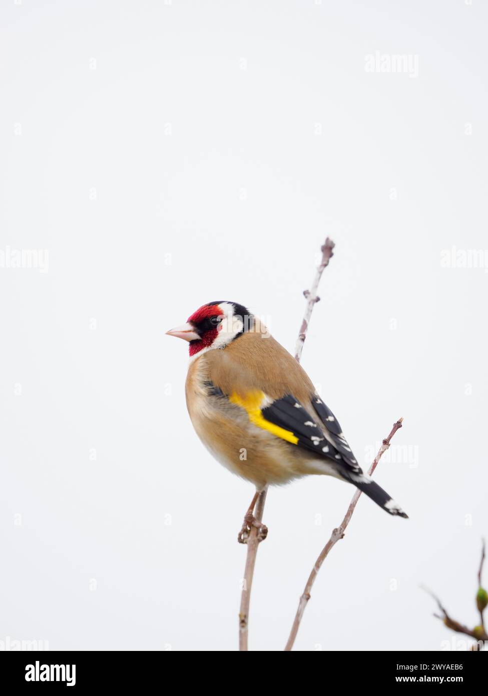 Un Goldfinch adulto sulla diramazione in alto Foto Stock