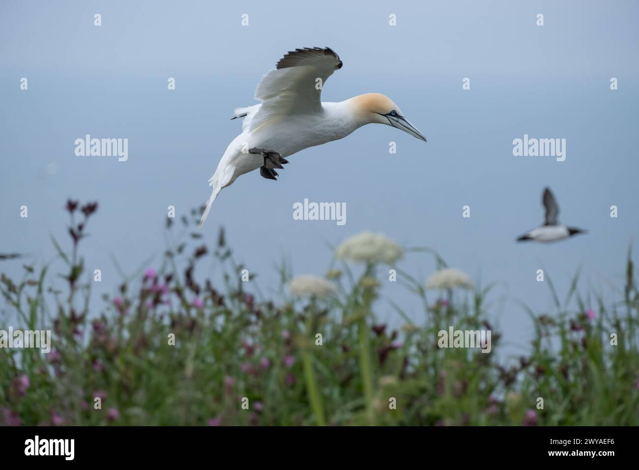 Gannet flying Foto Stock
