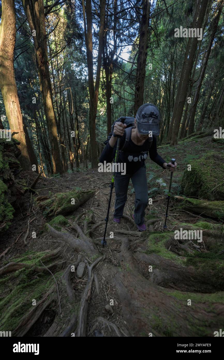 Un avventuroso escursionista con uno zaino naviga attraverso un'elaborata rete di radici di alberi in una foresta Foto Stock