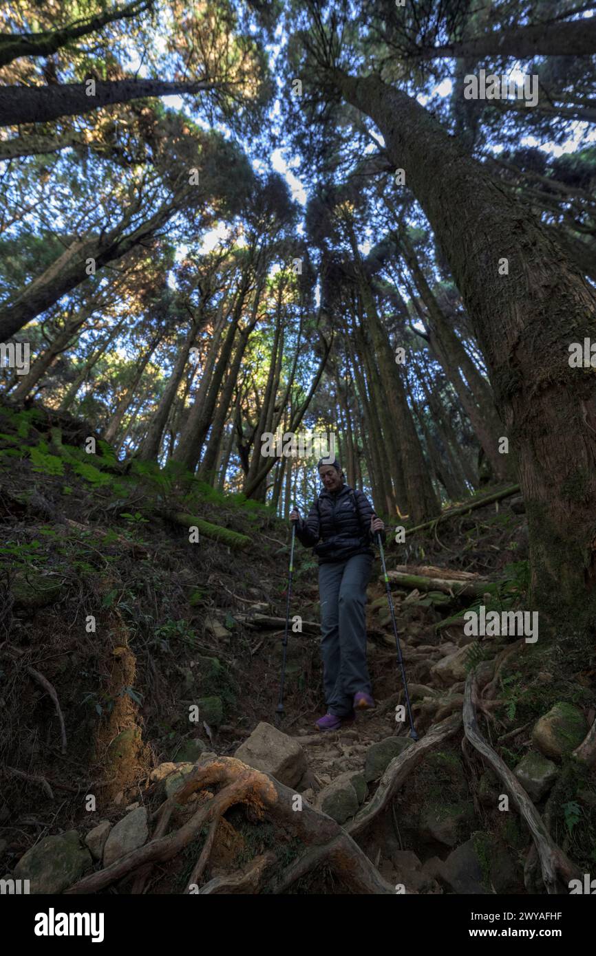 L'escursionista determinato con pali sale su un impegnativo sentiero forestale coperto di radici in un fitto bosco Foto Stock