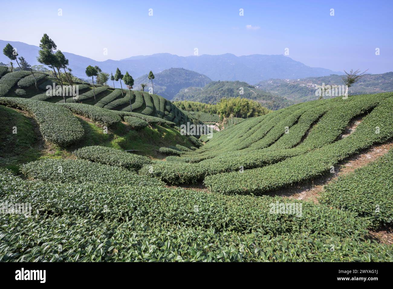 Ampia vista delle piantagioni di tè nella cittadina di Meishan che si estende attraverso dolci colline con cieli azzurri Foto Stock