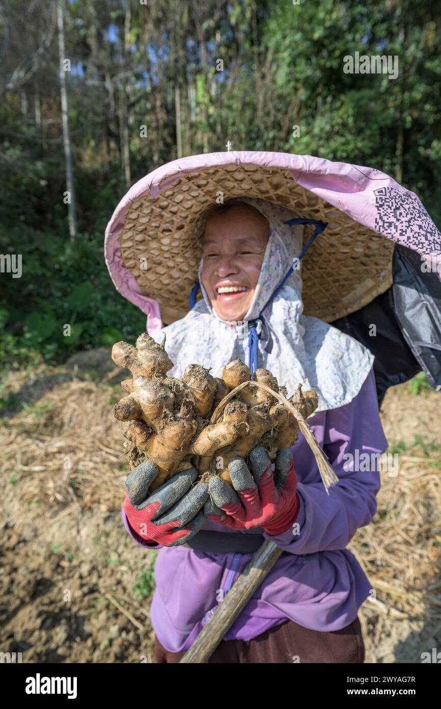 Un contadino con un cappello scava terreno con una zappa per raccogliere radici di zenzero in un campo Foto Stock