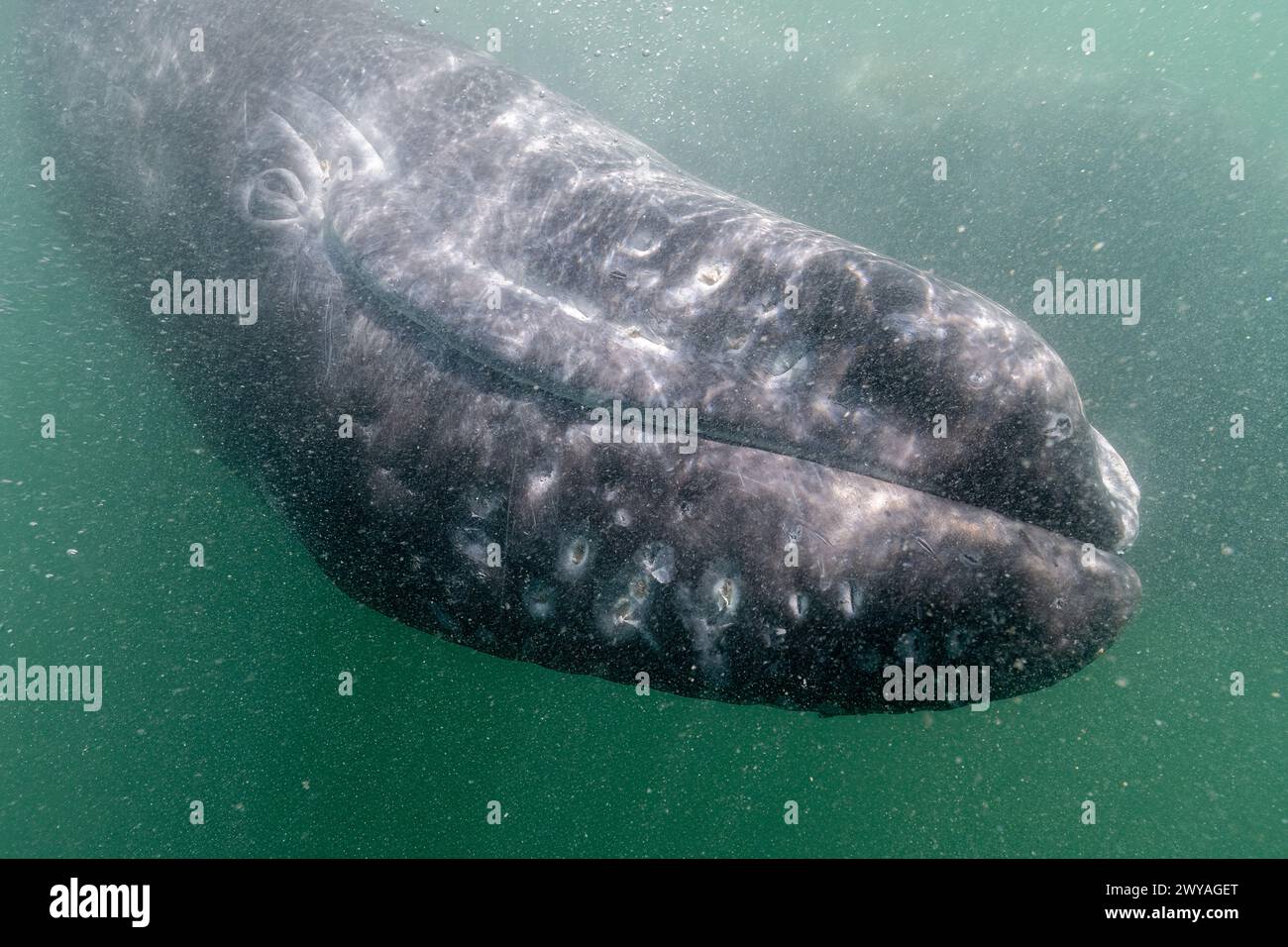 Foto subacquea di una balena grigia (Eschrichtius robustus) nella laguna di San Ignacio, bassa California Sur, Messico. Foto Stock