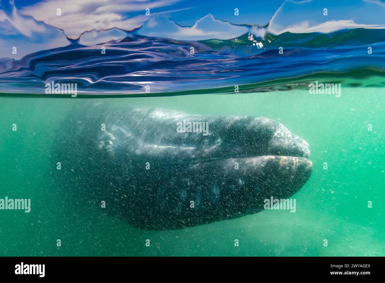 Una foto over-under (foto divisa) di una balena grigia (Eschrichtius robustus) nella laguna di San Ignacio, Baja California Sur, Messico. Foto Stock