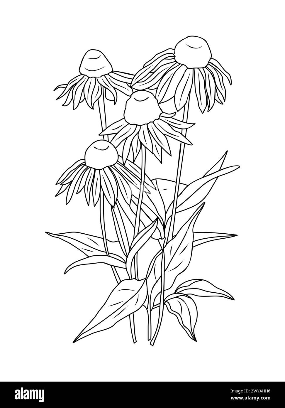 I fiori di Echinacea sono disegnati a mano. Illustrazione Vettoriale