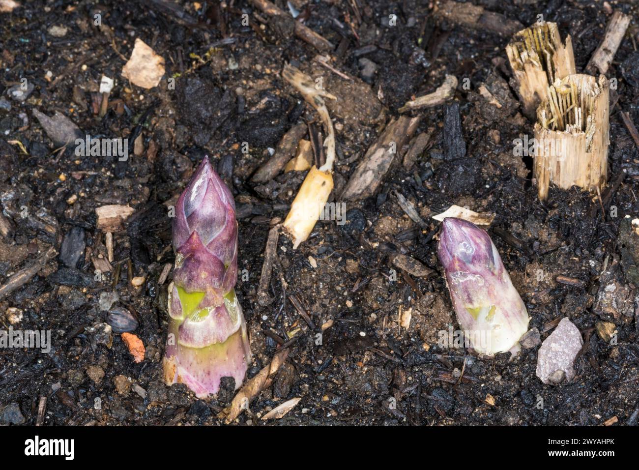 Le lance di asparagi, Asparagus officinalis 'Gijnlim', cominciano a penetrare nel terreno dell'orto all'inizio di aprile. Foto Stock