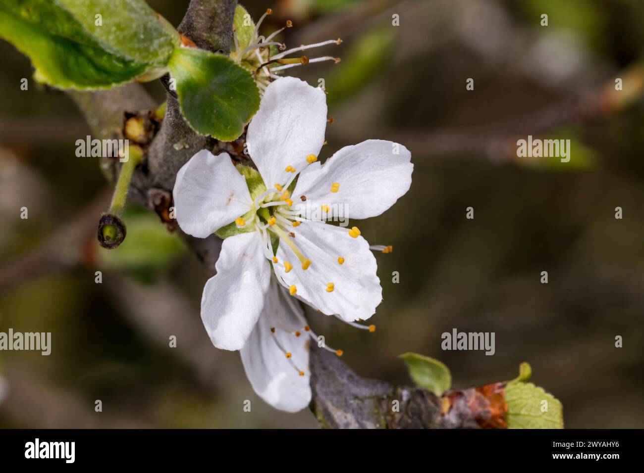 La primavera fiorisce su un albero di prugne Victoria, Prunus domestica. Foto Stock