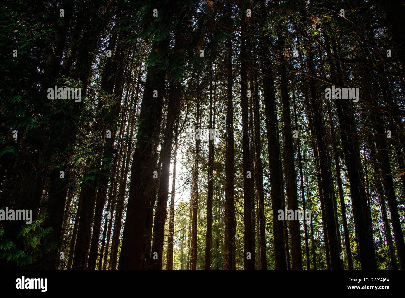 La luce del sole filtra tra gli alberi alti in una tranquilla foresta ombreggiata Foto Stock