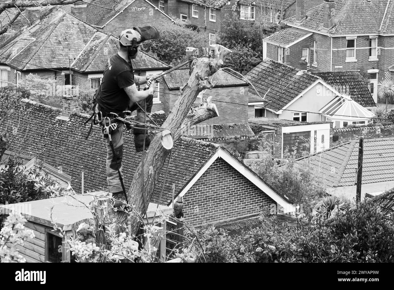 Foto in bianco e nero di un chirurgo che taglia un albero in giardino a Teignmouth, Devon, Inghilterra. Foto Stock
