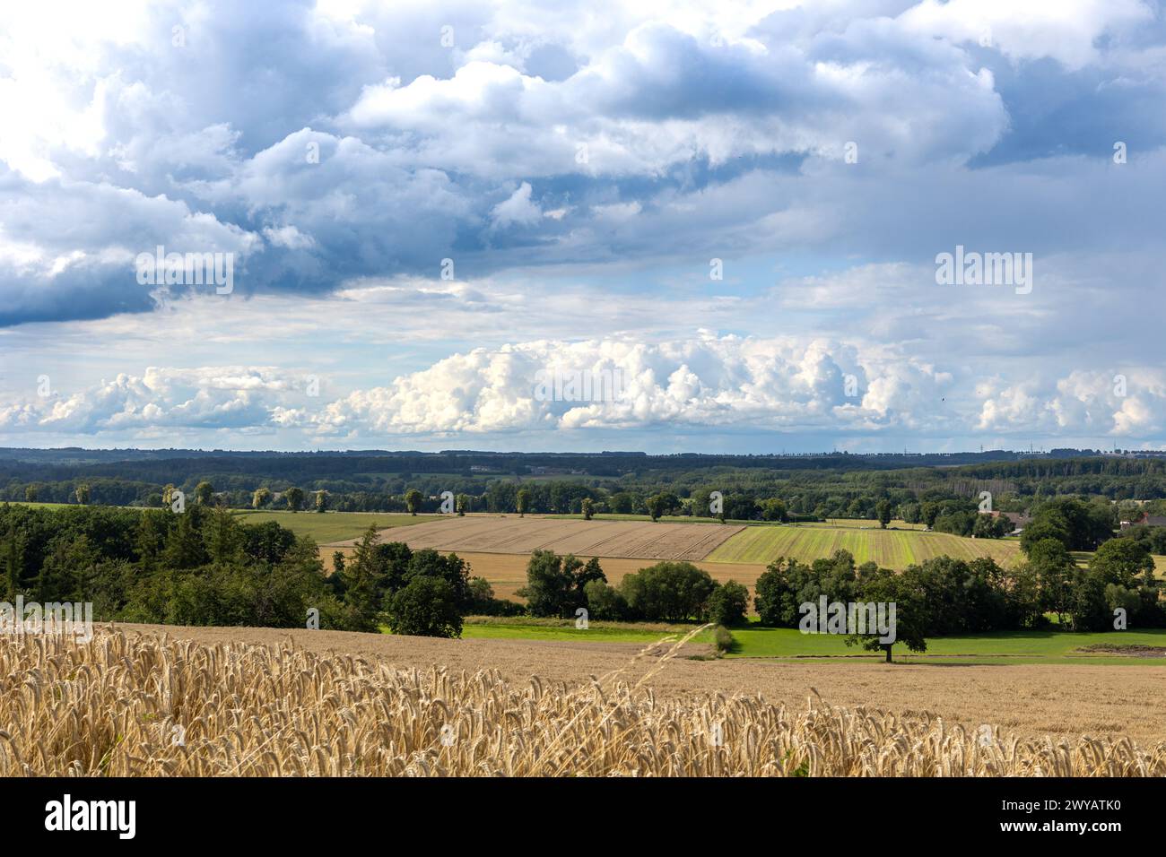 Campo di grano sotto un cielo blu. Tema del raccolto ricco. Paesaggio con grano dorato maturo a Menden Sauerland Foto Stock