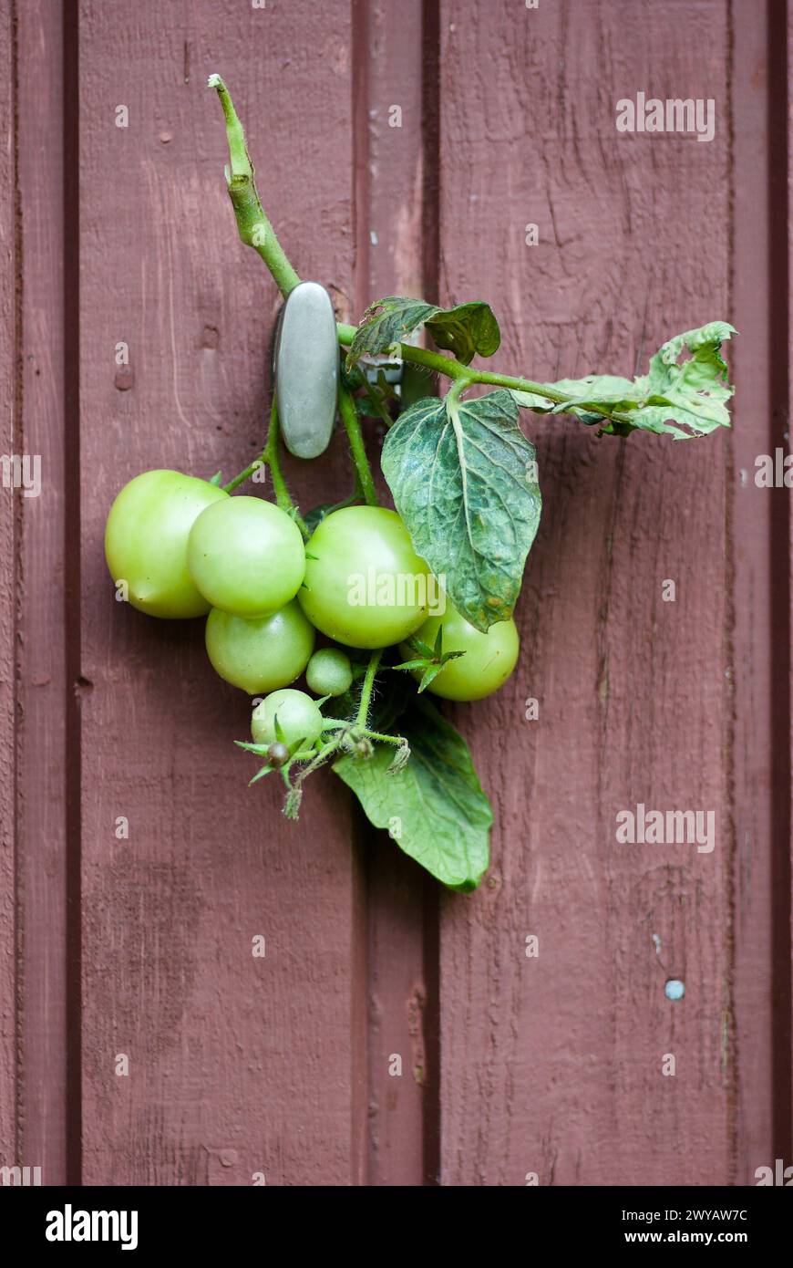 Un gruppo di pomodori coltivati biologici verdi acuri appesi su una parete di legno marrone all'aperto in autunno. Foto Stock