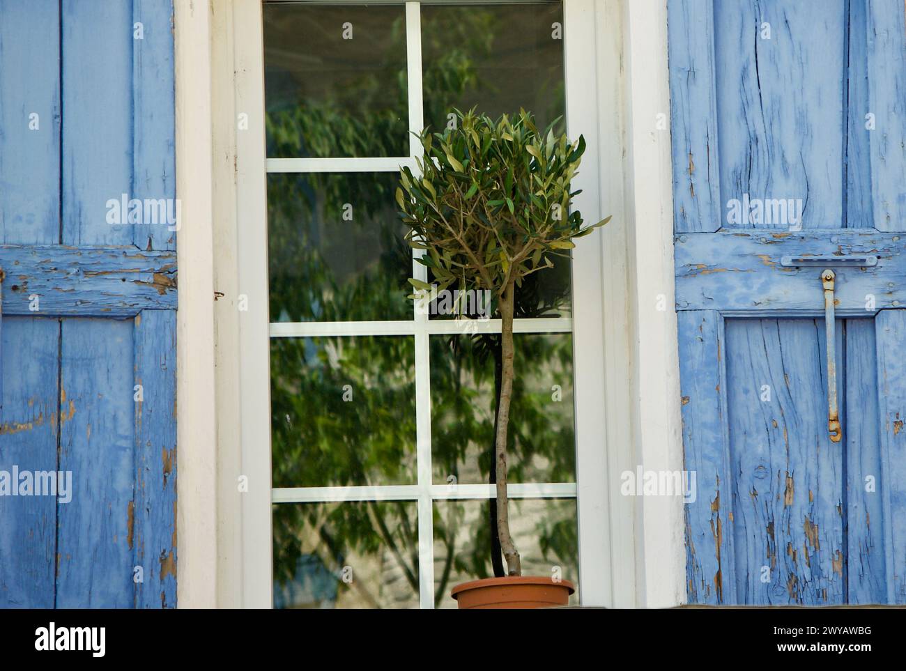 Un piccolo olivo in vaso davanti ad una finestra con persiane blu e riflessi di alberi verdi nei pannelli delle finestre. Foto Stock
