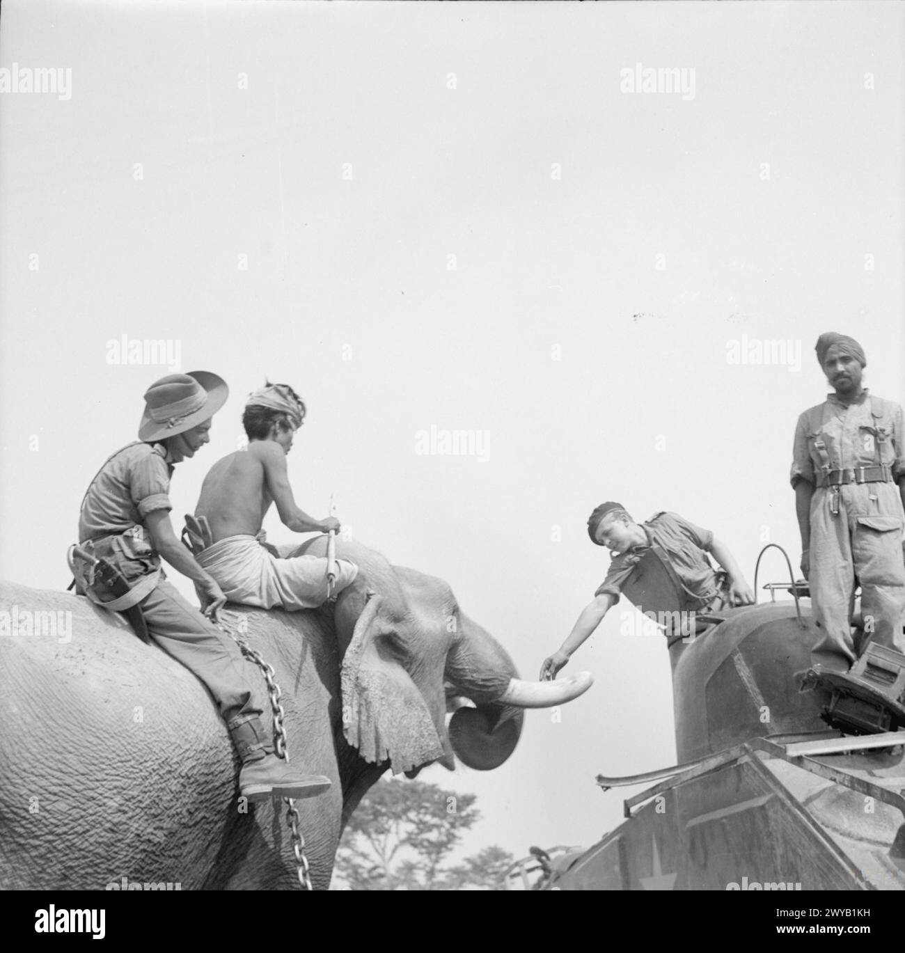 L'ESERCITO BRITANNICO NELLA CAMPAGNA DI BIRMANIA, 1942-1945 - il tenente Garwood era nativo di 3 Knapp Road, Bow, Londra. Il tenente A. Garwood, comandante del carro armato Sherman, alimentò un elefante con biscotti dalla torretta del suo carro armato sulla strada di Taungtha, in Birmania, il 14 aprile 1945. L'elefante fu catturato dall'equipaggio di questo carro armato dai giapponesi in ritirata. , British Army Foto Stock