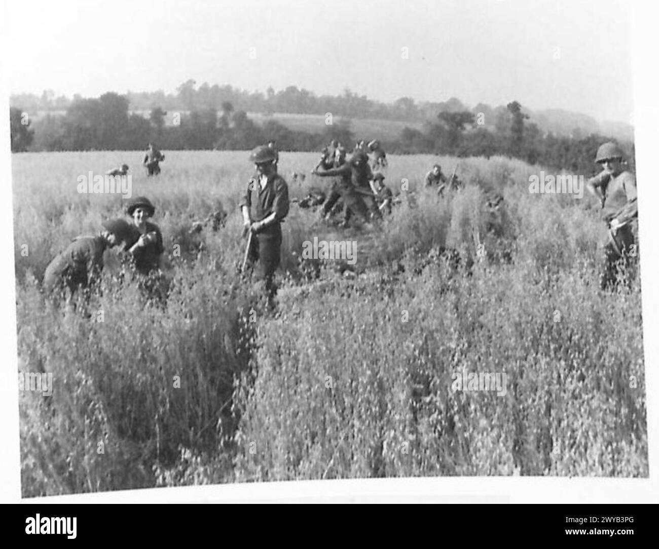 I soldati del King's Own Scottish Borderers scavano in un campo di grano di Lebisey Wood durante pesanti combattimenti nella battaglia per Caen, documentati in un negativo fotografico, sotto il comando dell'esercito britannico, 21st Army Group. Foto Stock