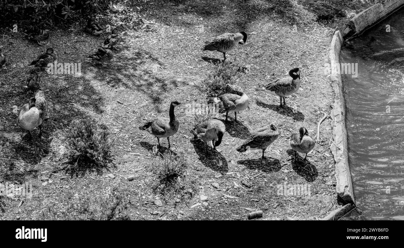 Foto in bianco e nero di più geeses canadesi all'esterno, vicino a un'acqua verde Foto Stock