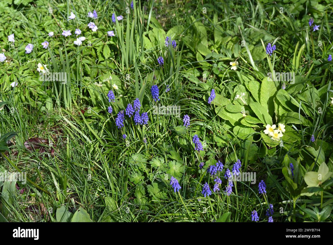 Giardino prato primaverile con primrose, anemone nemorosa robinsoniana, e muscari o, Giacinti d'uva marcia del Regno Unito Foto Stock