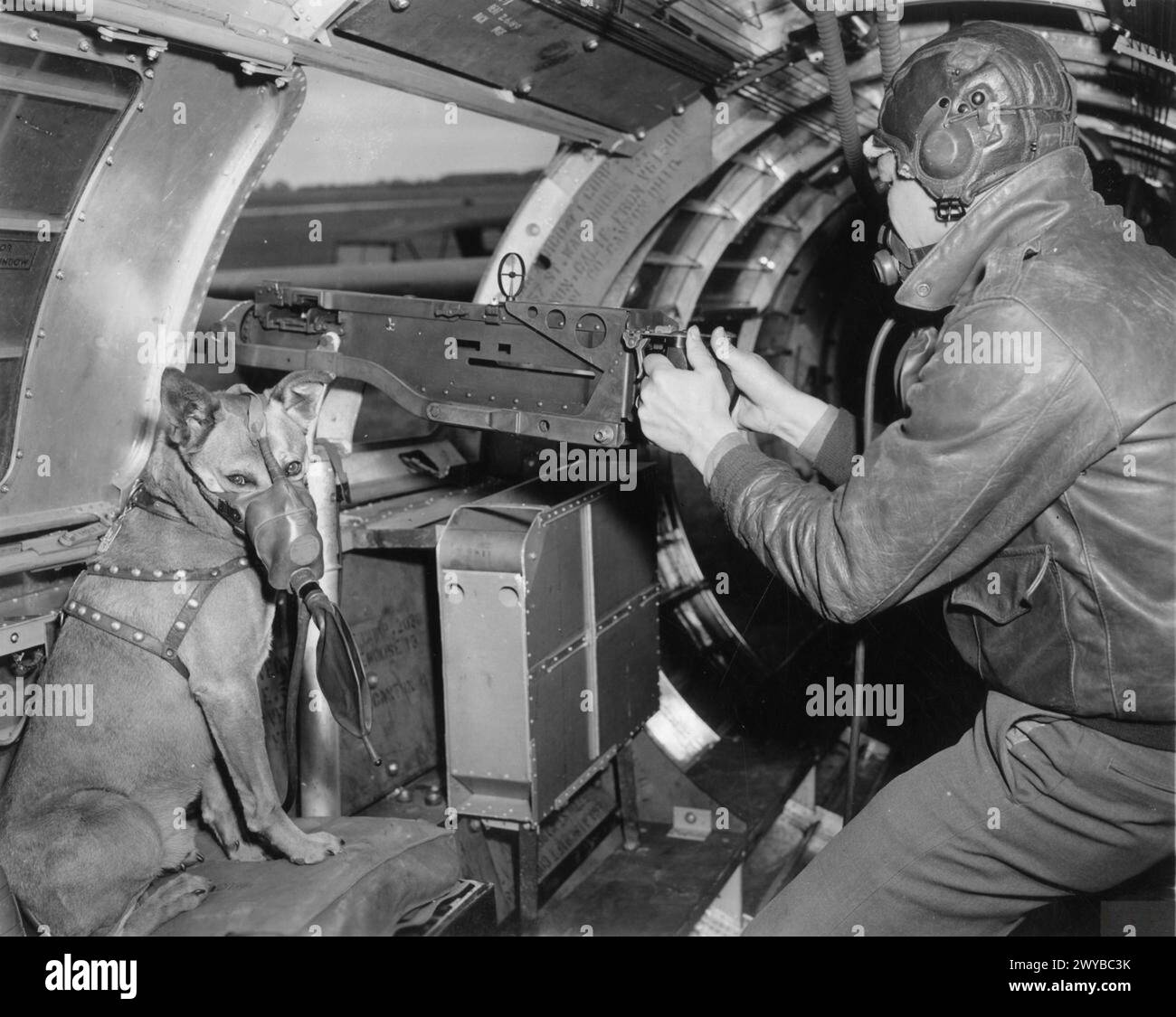 UNITED STATES ARMY AIR FORCES (USAAF) IN BRITAIN, 1942-1945 - il sergente Harold Rogers del 401st Bomb Group con la sua mascotte "Mister", nella posizione della pistola a vita di un B-17 Flying Fortress soprannominato "un Petit Peu".immagine stampata sul retro: "Passato per la pubblicazione 2 luglio 1943." [timbro] e "30195". [Censor no.]didascalia stampata sul retro: 'US ARMY OFFICIAL PHOTO. Questo cane "Mister" appartiene al sergente Harold Rogers, di Miami, Okla, nell'8th Air Force dell'esercito degli Stati Uniti. "Signore" è già stato in cinque missioni, compreso il raid su Huls, tedesco. Cavalca in coda all'aereo, una fortezza chiamata "un Petit Peu". Foto Stock