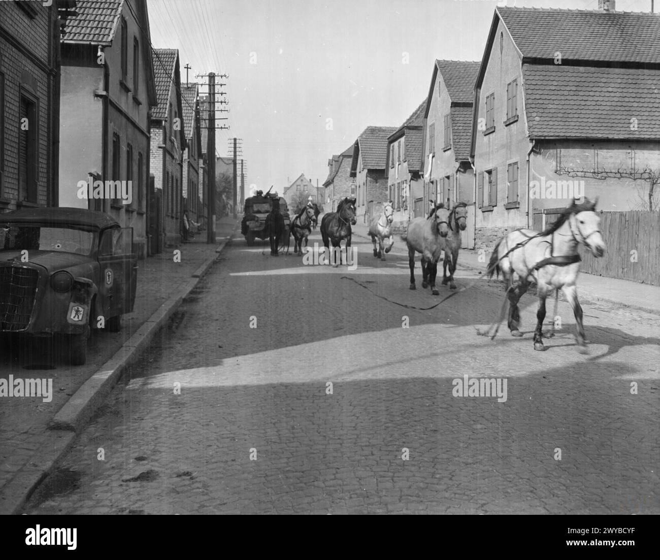 I cavalli nel panico corrono nella loro imbracatura lungo una strada vicino a Worms, davanti all'avanzata dei mezzi M3 della 4th Armoured Division durante l'invasione alleata della Germania, il 20 marzo 1945. Foto Stock
