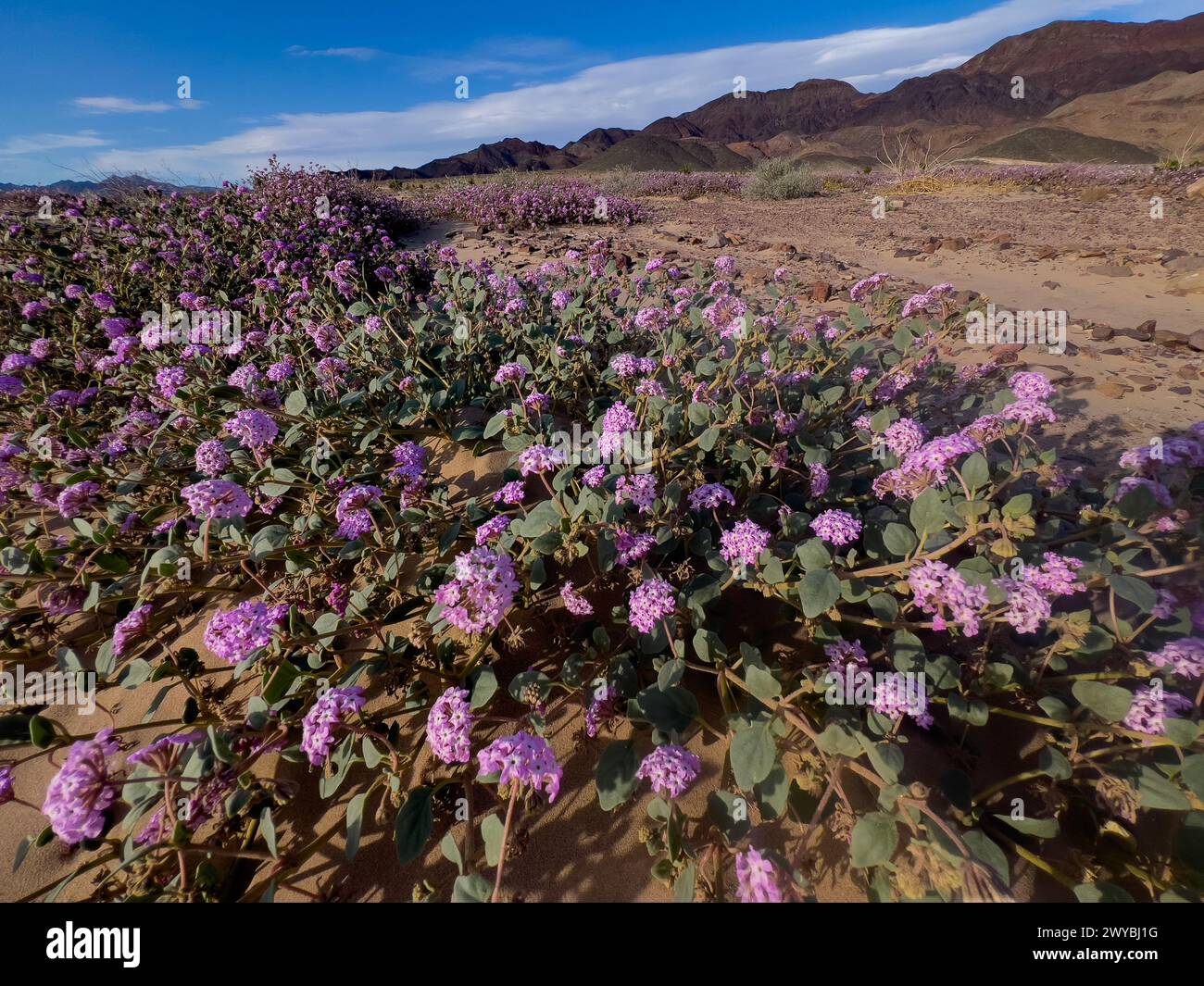 Superfioritura di fiori selvatici nelle spettacolari dune di sabbia di Ibex nel Death Valley National Park, California, USA Foto Stock