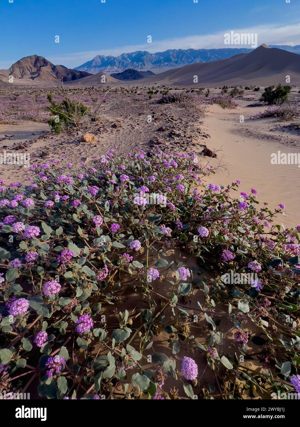 Superfioritura di fiori selvatici nelle spettacolari dune di sabbia di Ibex nel Death Valley National Park, California, USA Foto Stock