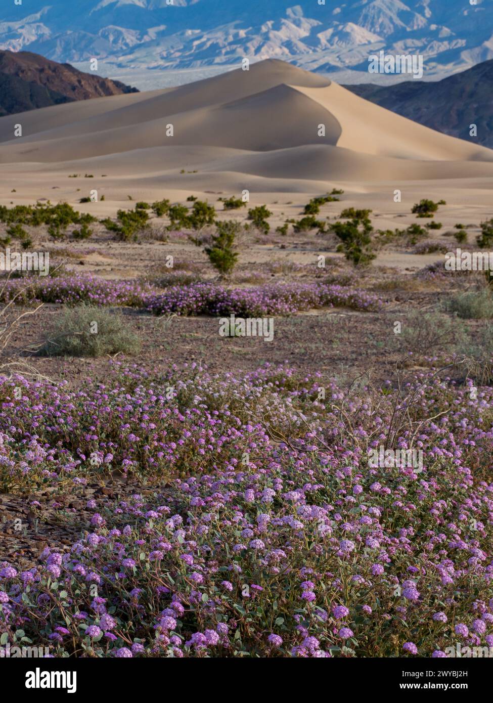 Superfioritura di fiori selvatici nelle spettacolari dune di sabbia di Ibex nel Death Valley National Park, California, USA Foto Stock