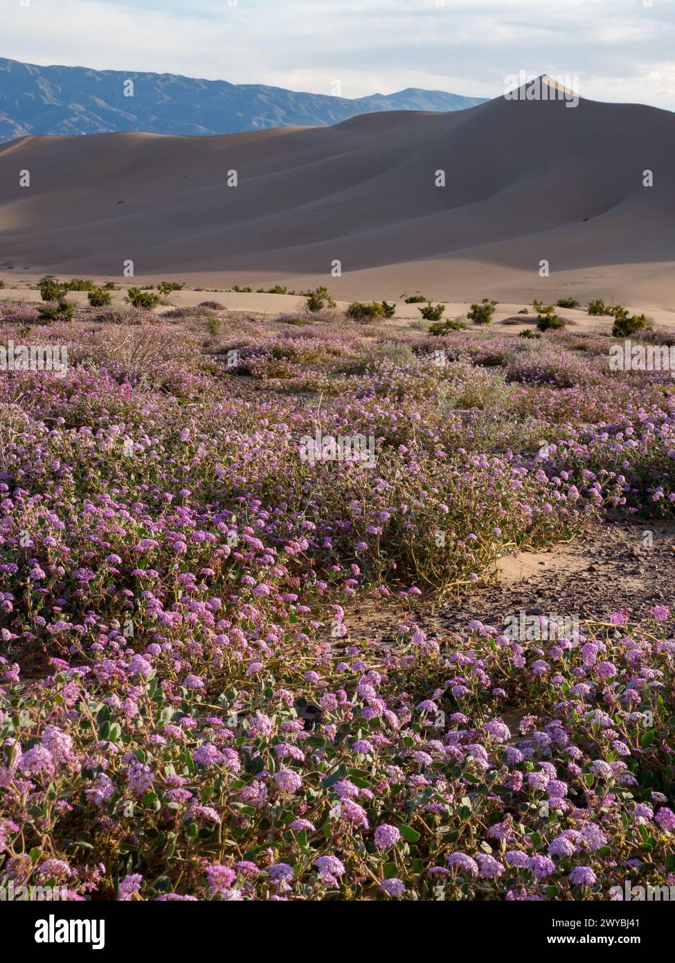 Superfioritura di fiori selvatici nelle spettacolari dune di sabbia di Ibex nel Death Valley National Park, California, USA Foto Stock