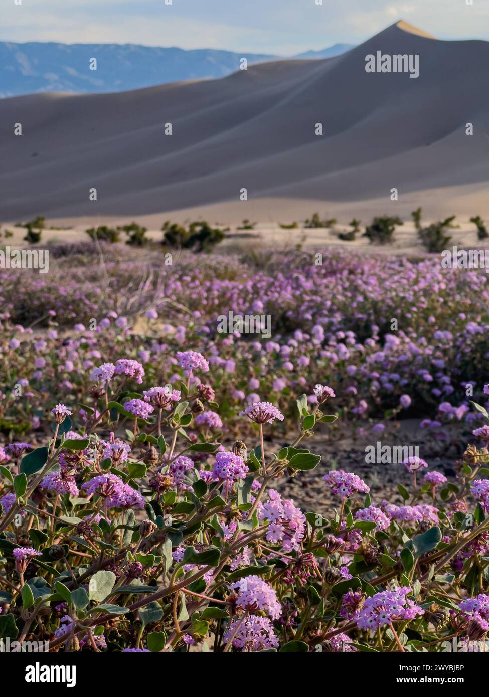 Superfioritura di fiori selvatici nelle spettacolari dune di sabbia di Ibex nel Death Valley National Park, California, USA Foto Stock