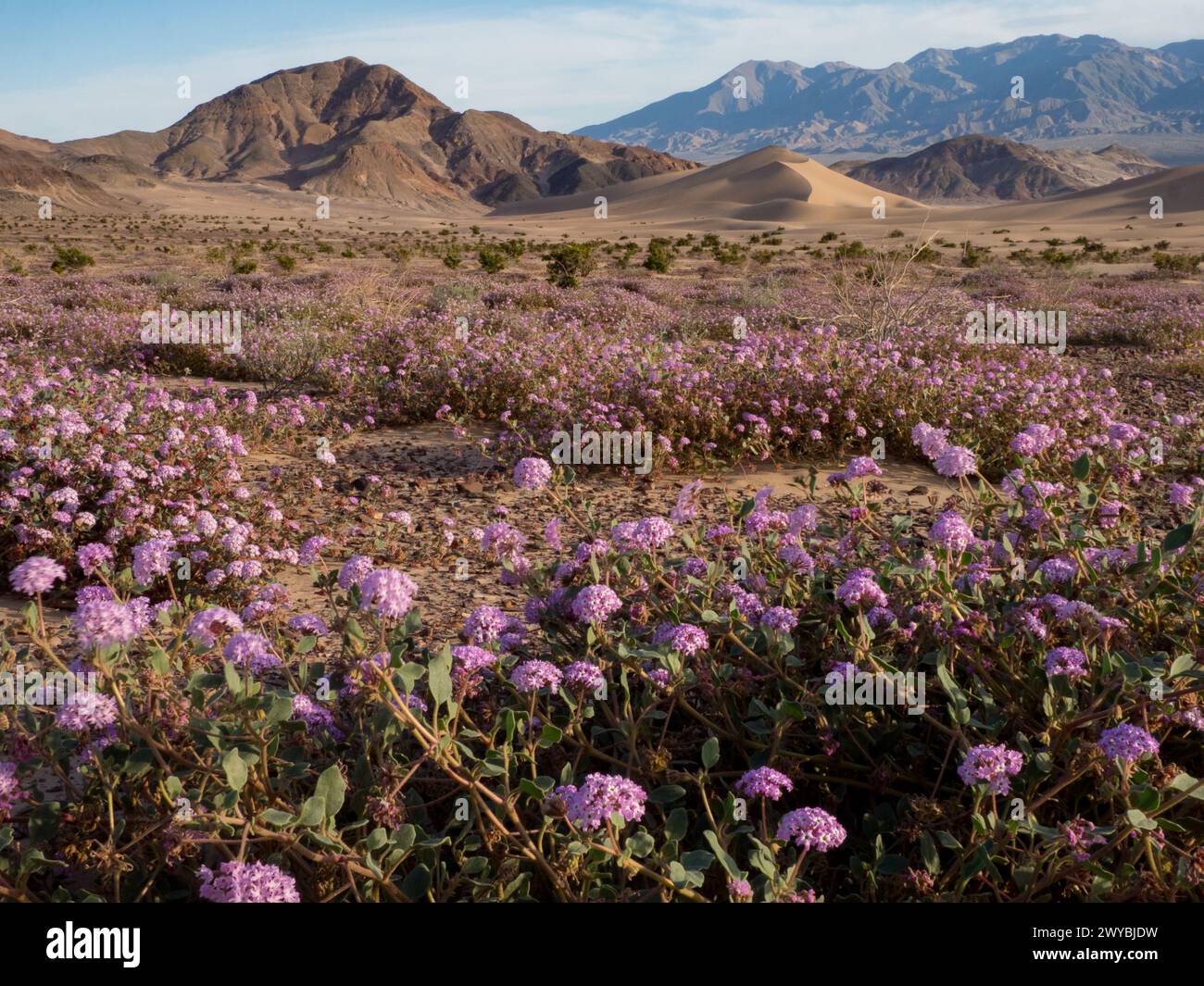 Superfioritura di fiori selvatici nelle spettacolari dune di sabbia di Ibex nel Death Valley National Park, California, USA Foto Stock