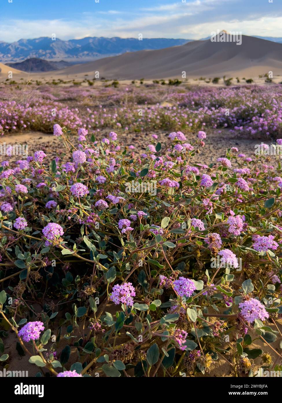 Superfioritura di fiori selvatici nelle spettacolari dune di sabbia di Ibex nel Death Valley National Park, California, USA Foto Stock