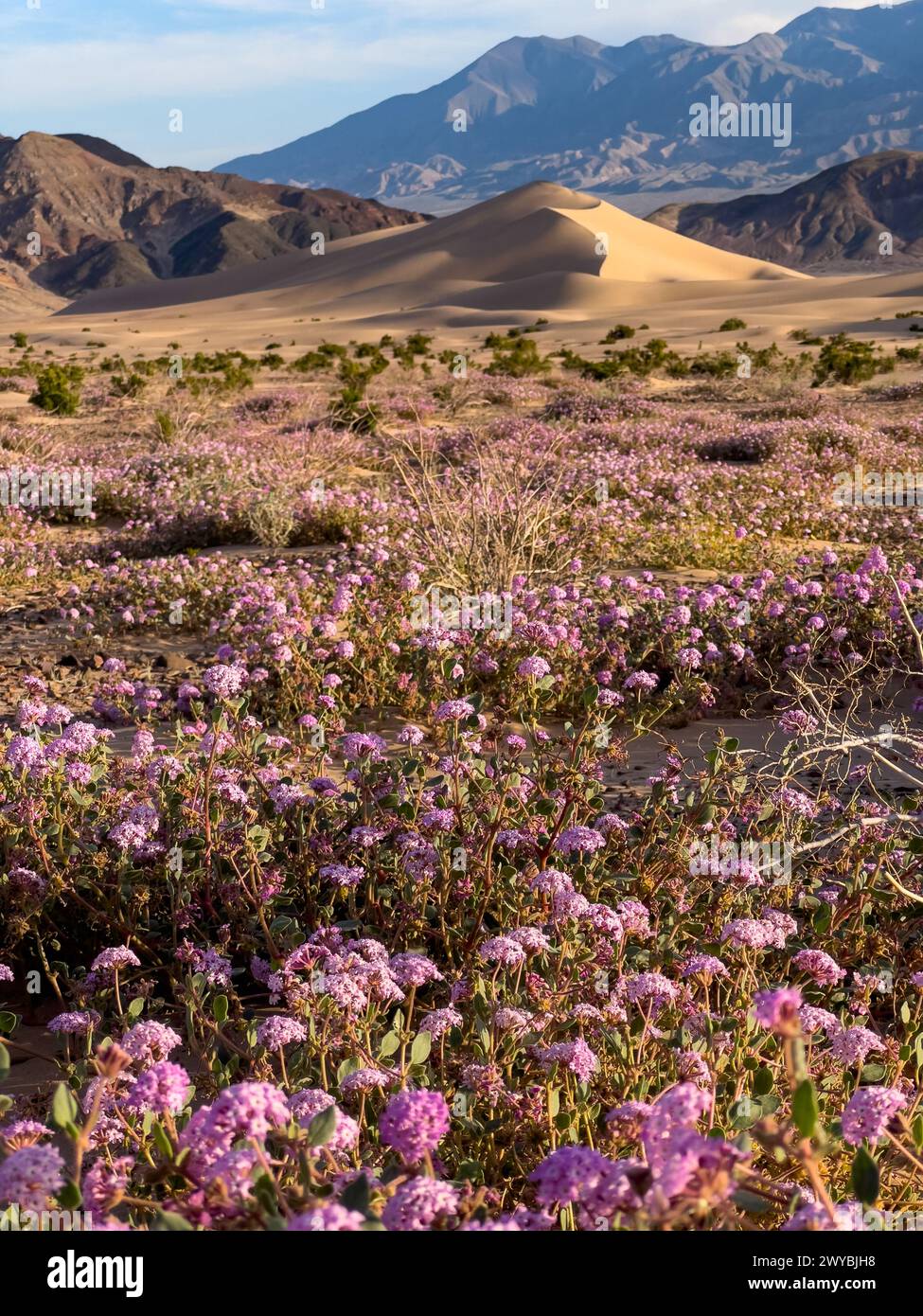 Superfioritura di fiori selvatici nelle spettacolari dune di sabbia di Ibex nel Death Valley National Park, California, USA Foto Stock