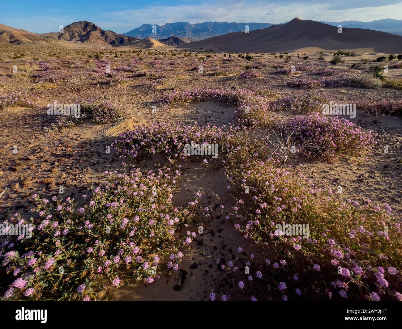 Superfioritura di fiori selvatici nelle spettacolari dune di sabbia di Ibex nel Death Valley National Park, California, USA Foto Stock