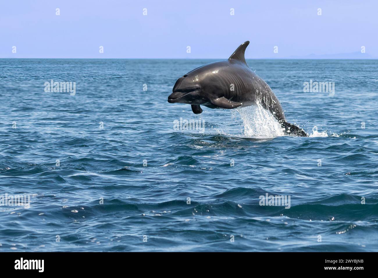 Un delfino tursiope (Tursiops truncatus) che salta fuori dall'acqua vicino a Baja California Sur, Messico. Foto Stock