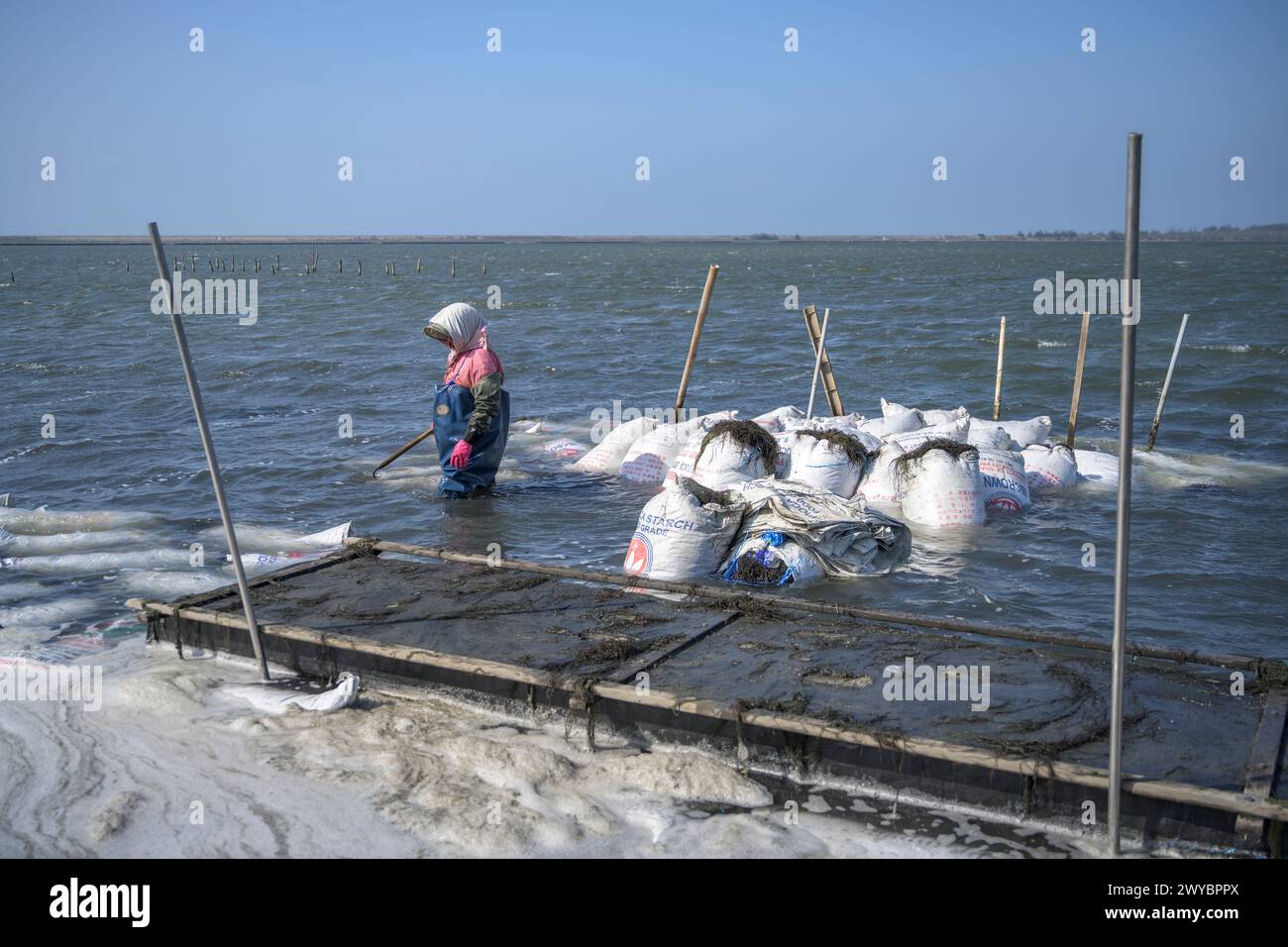 Donna che impilava borse di alghe su una piccola zattera per trasportarle al mercato Foto Stock