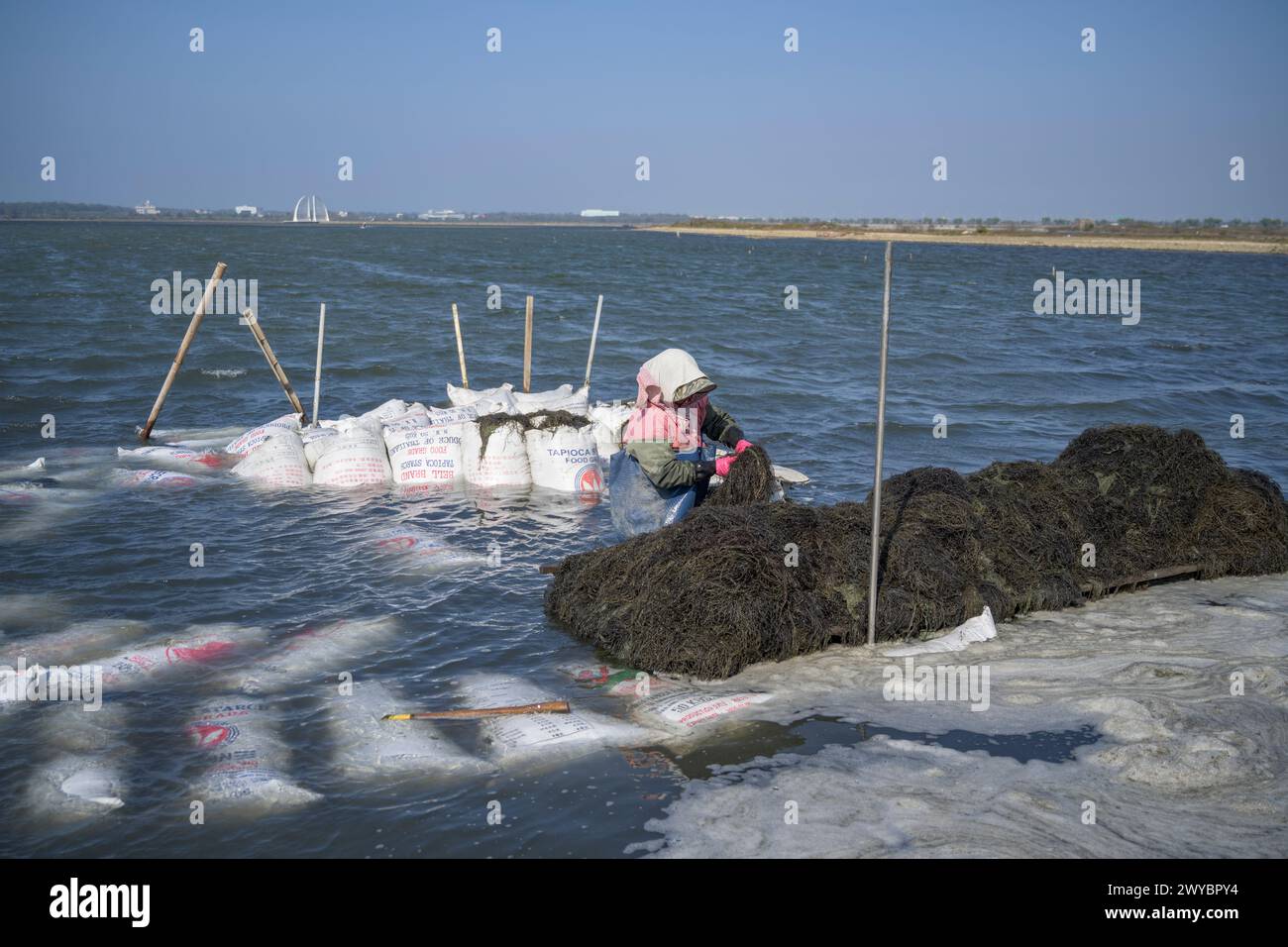 Donna che impilava borse di alghe su una piccola zattera per trasportarle al mercato Foto Stock